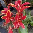 rizomi canna lucifer vigurosi calitate 1 110x110