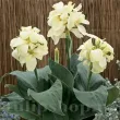 rizomi canna puck vigurosi calitate 1 110x110