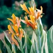 Bulbi Canna Stuttgart rizomi canna stuttgart vigurosi calitate 1 110x110