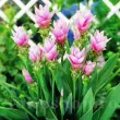 Bulbi Curcuma Rose rizomi curcuma rose vigurosi calitate 1 110x110