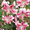 Bulbi Crin Anastasia (Lilium)