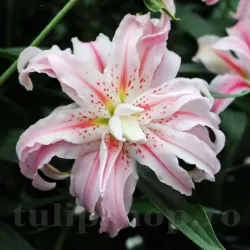 Bulbi Crin Broken Heart (Lilium) Bulbi Crin Broken Heart (Lilium)