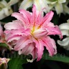Bulbi Crin Broken Heart (Lilium)