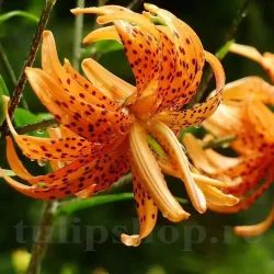 Bulbi Crin Flore Pleno (Lilium)