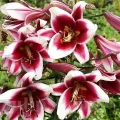 Bulbi Crin Friso (Lilium)