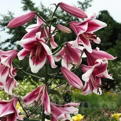 Bulbi Crin Friso (Lilium)