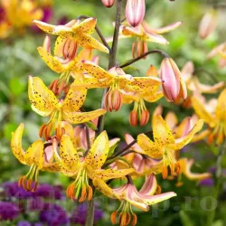 Bulbi Crin Guinea Gold (Lilium)
