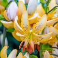 Bulbi Crin Guinea Gold (Lilium)