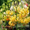 Bulbi Crin Guinea Gold (Lilium)
