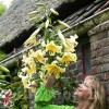 Bulbi Crin Honeymoon (Lilium)