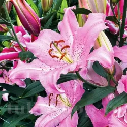 Bulbi Crin Josephine (Lilium)