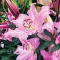 Bulbi Crin Josephine (Lilium)