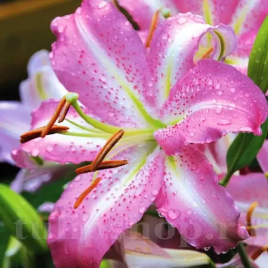 bulbi crin josephine2