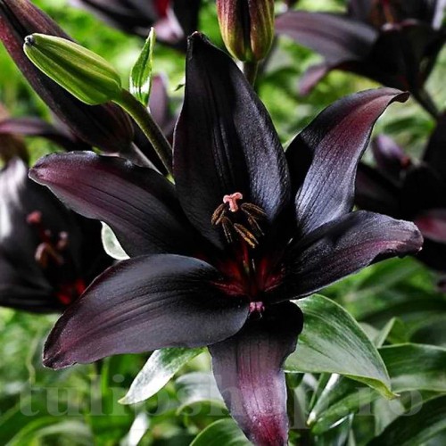 Bulbi Crin Landini (Lilium)