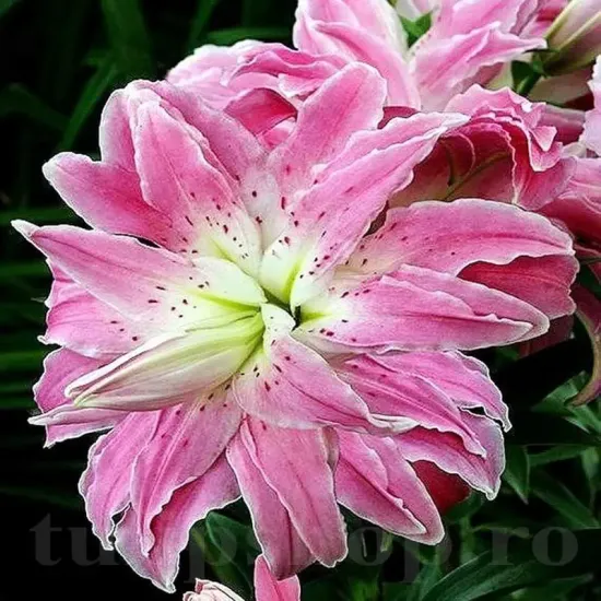 bulbi crin lotus elegance