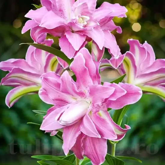 bulbi crin lotus elegance2