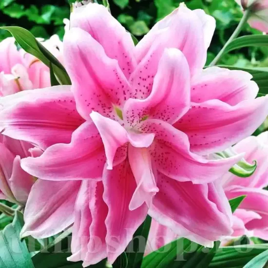 bulbi crin lotus elegance3