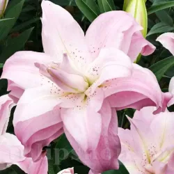 Bulbi Crin Lotus Queen (Lilium)