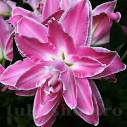 Bulbi Crin Lotus Wonder (Lilium)