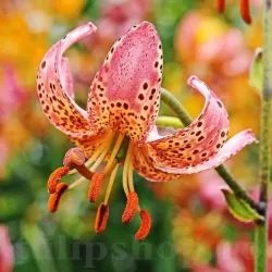Bulbi Crin Manitoba Morning (Lilium)