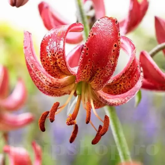 bulbi crin manitoba morning1