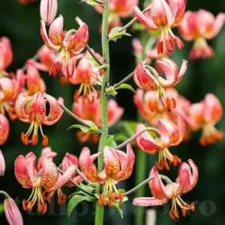 Bulbi Crin Manitoba Morning (Lilium)
