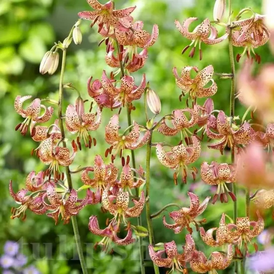 bulbi crin manitoba morning3