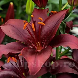 Bulbi Crin Mapira (Lilium)