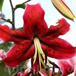 Bulbi Crin Miss Feya (Lilium)