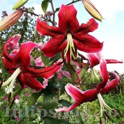 Bulbi Crin Miss Feya (Lilium)