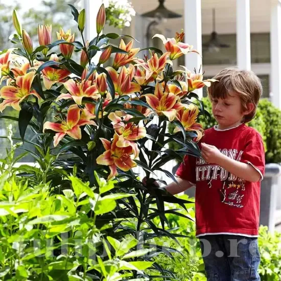 bulbi crin montego bay1