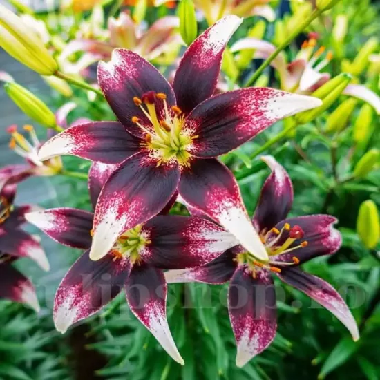 bulbi crin nettys pride