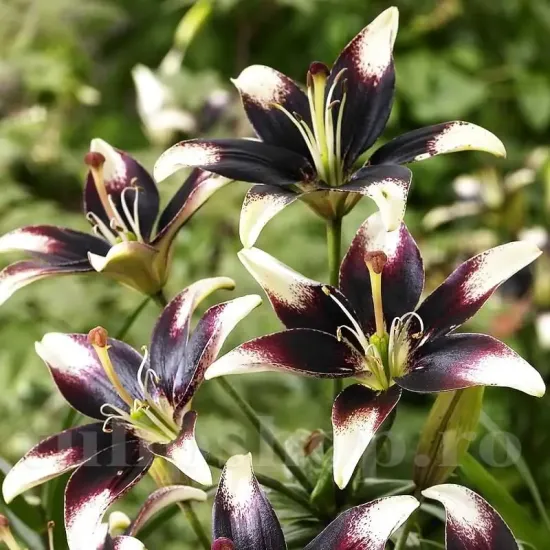 bulbi crin nettys pride1