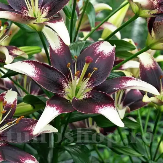 bulbi crin nettys pride3