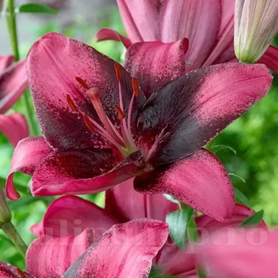 bulbi crin purple dream2