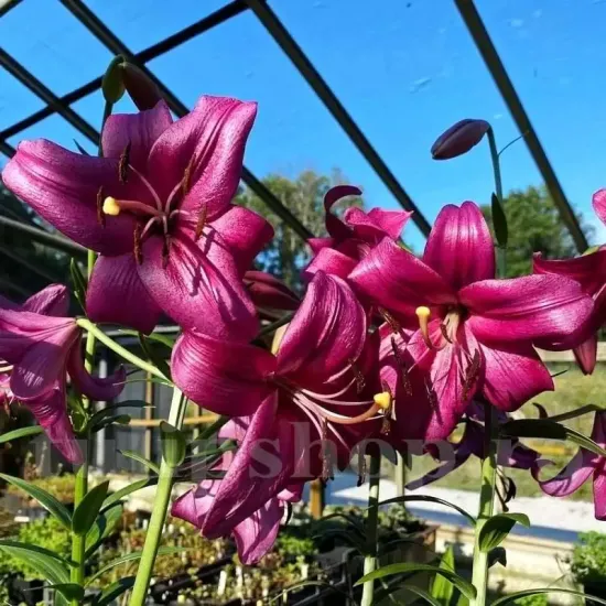 bulbi crin purple prince