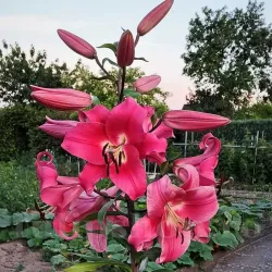 Bulbi Crin Purple Prince (Lilium)