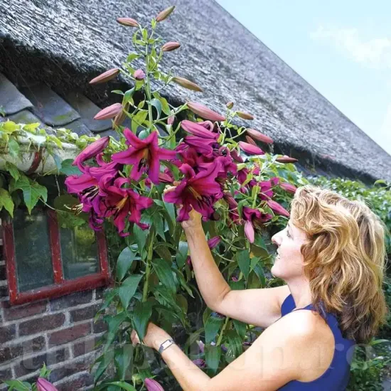 bulbi crin purple prince2