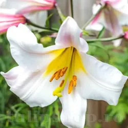 Bulbi Crin Regale Album (Lilium)