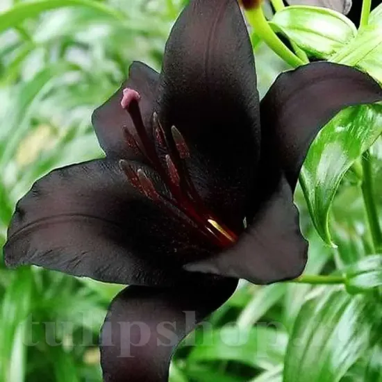 bulbi crini nightrider