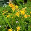 bulbi crocosmia george davidson galben 110x110