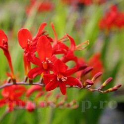 Bulbi Crocosmia Red King