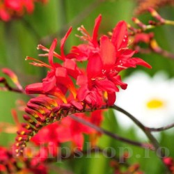 Bulbi Crocosmia Red King