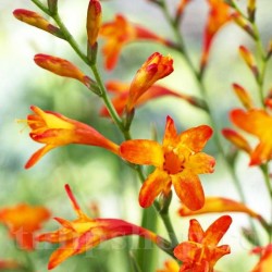 Bulbi Crocosmia Meteor