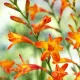bulbi crocosmia meteor portocaliu rosu