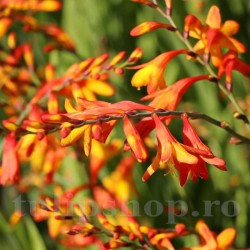 Bulbi Crocosmia Meteor