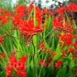 bulbi crocosmia red king rosu intens 110x110