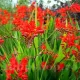 bulbi crocosmia red king rosu intens