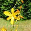 crocosmia george davidson montbretia gradina 110x110