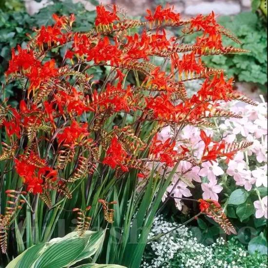 crocosmia red king montbretia flori rosii